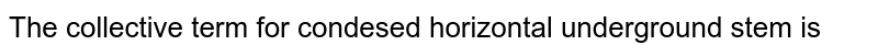 The collective term for condesed horizontal underground stem is