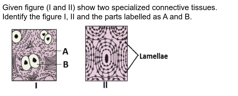 Given figure (I and II) show two specialized connective tissues. Identify the figure I, II and the parts labelled as A and B.