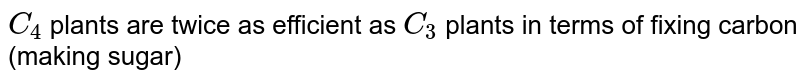 C4 plants are more efficient than C3 plants in terms of fixing carbon (making sugar).