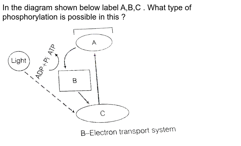 In the diagram shown below label A,B,C . What type of phosphorylation is possible in this ?