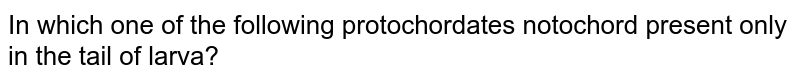 In which one of the following protochordates notochord present only in the tail of larva?