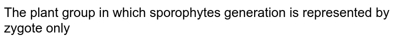 The plant group in which sporophytes generation is represented by zygote only