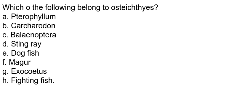 Which o the following belong to osteichthyes? a. Pterophyllum b. Carcharodon c. Balaenoptera d. Sting ray e. Dog fish f. Magur g. Exocoetus h. Fighting fish.