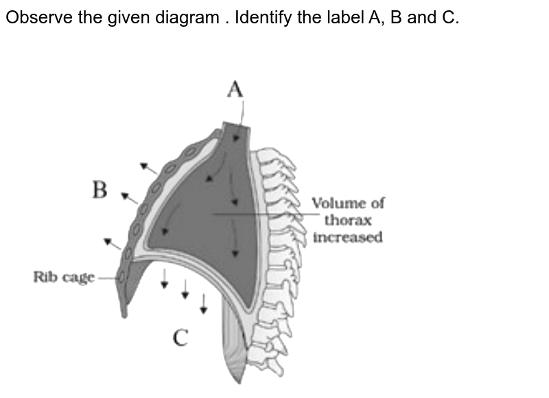 Label a and b in the given diagram.