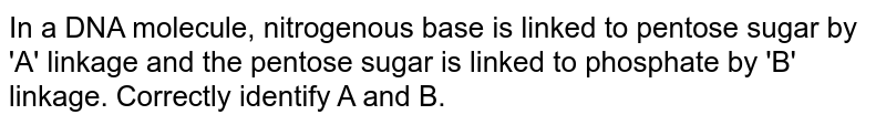 In a DNA molecule, nitrogenous base is linked to pentose sugar by 'A' linkage and the pentose sugar is linked to phosphate by 'B' linkage. Correctly identify A and B.
