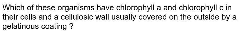 Which of these organisms have chlorophyll a and chlorophyll c in their cells and a cellulosic wall usually covered on the outside by a gelatinous coating ?