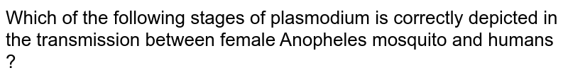 Which of the following stages of plasmodium is correctly depicted in the transmission between female Anopheles mosquito and humans ?