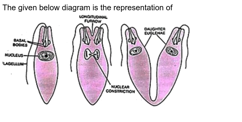 binary fission in leishmania