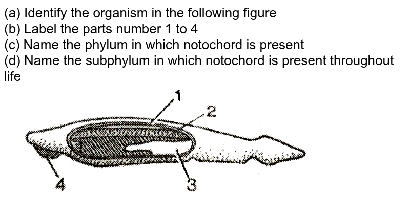 (a) Identify the organism in the following figure (b) Label the parts number 1 to 4 (c) Name the phylum in which notochord is present (d) Name the subphylum in which notochord is present throughout life