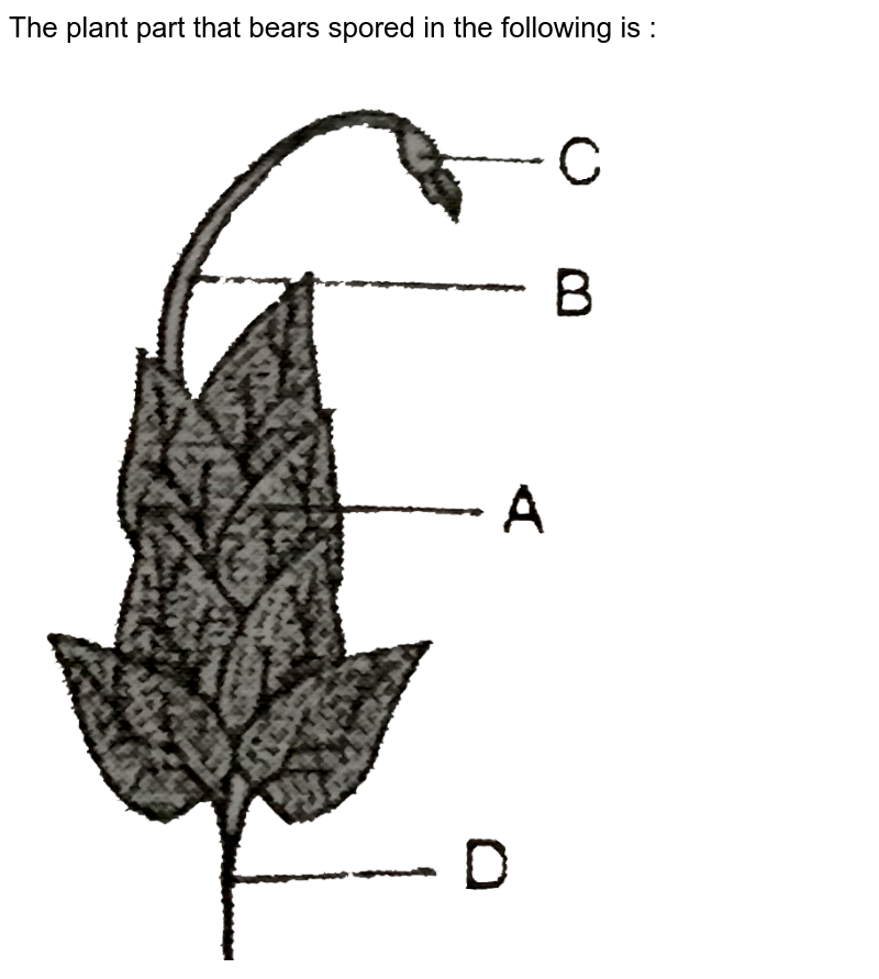 The plant part that bears spored in the following is : <br> <img src="https://d10lpgp6xz60nq.cloudfront.net/physics_images/NCERT_BIO_IX_C04_E01_397_Q01.png" width="80%">