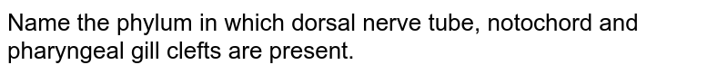 Name the phylum in which dorsal nerve tube, notochord and pharyngeal gill clefts are present.