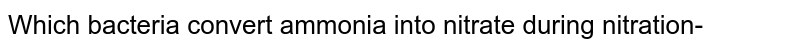 Which bacteria convert ammonia into nitrate during nitration-