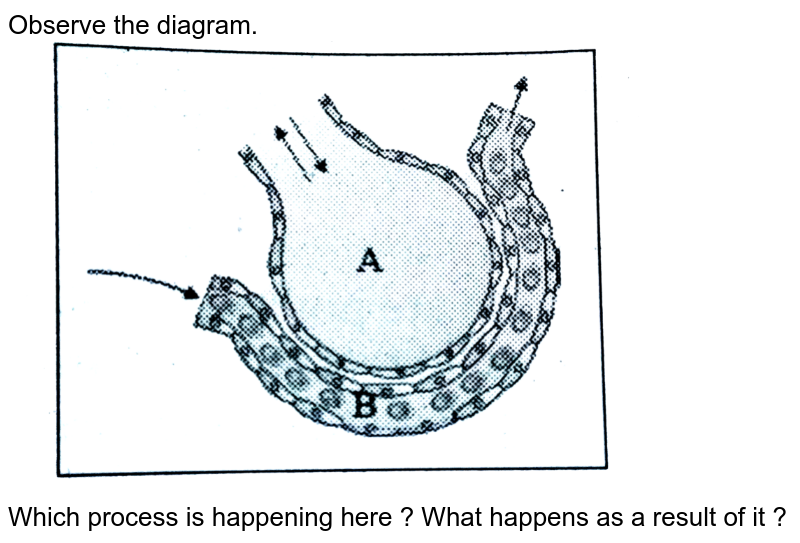 Observe the diagram. Which process is happening here ? What happens as a result of it ?