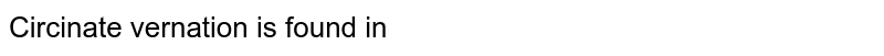 Circinate vernation is found in