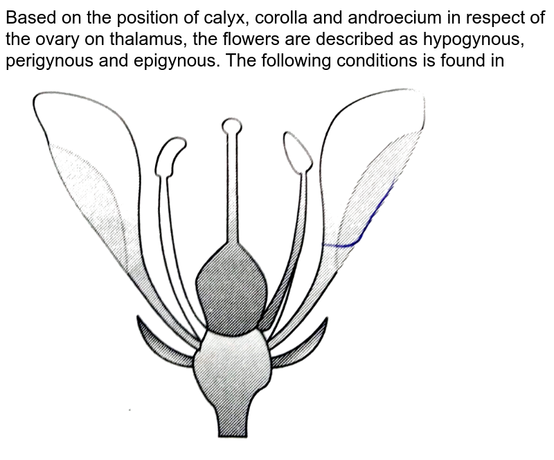 Based on the position of calyx, corolla and androecium in respect of the ovary on thalamus, the flowers are described as hypogynous, perigynous and epigynous. The following conditions is found in