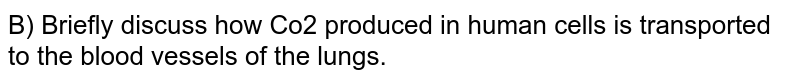 B) Briefly discuss how Co2 produced in the human body is transported to the blood vessels of the lungs.