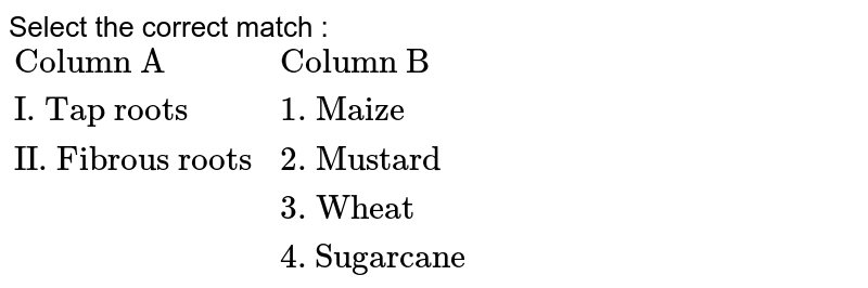 Select the correct match : {:("Column A","Column B"),("I. Tap roots","1. Maize"),("II. Fibrous roots","2. Mustard"),(,"3. Wheat"),(,4. "Sugarcane"):}