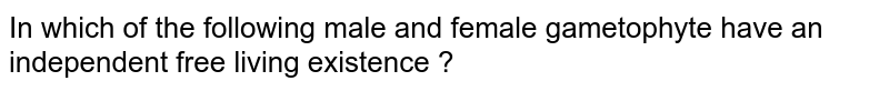In which of the following male and female gametophyte have an independent free living existence ?