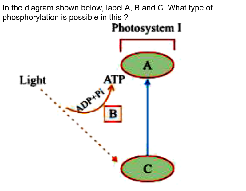 In the diagram shown below, label A, B and C. What type of phosphorylation is possible in this ?