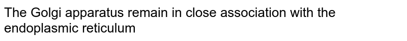 The Golgi apparatus remain in close association with the endoplasmic reticulum