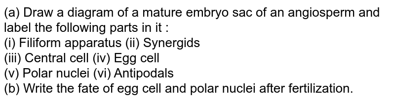 (a) Draw a diagram of a mature embryo sac of an angiosperm and label the following parts in it : (i) Filiform apparatus (ii) Synergids (iii) Central cell (iv) Egg cell (v) Polar nuclei (vi) Antipodals (b) Write the fate of egg cell and polar nuclei after fertilization.