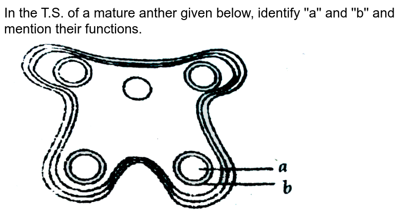 Identify A In The Given Diagram And Mention Its Function.