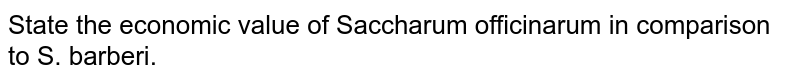 State the economic value of Saccharum officinarum in comparison to S. barberi.
