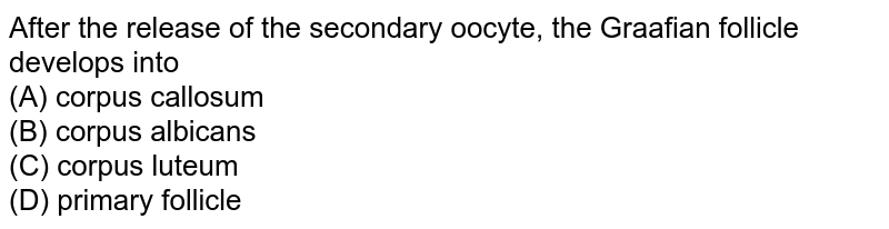 After the release of the secondary oocyte, the Graafian follicle develops into <br> (A) corpus callosum <br>(B) corpus albicans <br>(C) corpus luteum <br>(D) primary follicle