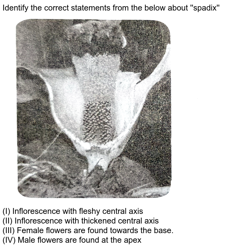 Identify the correct statements from the below about ''spadix'' (I) Inflorescence with fleshy central axis (II) Inflorescence with thickened central axis (III) Female flowers are found towards the base. (IV) Male flowers are found at the apex