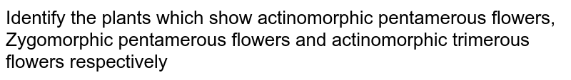 Identify the plants which show actinomorphic pentamerous flowers, Zygomorphic pentamerous flowers and actinomorphic trimerous flowers respectively