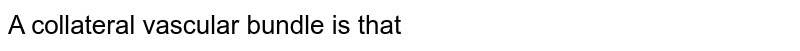 A collateral vascular bundle is that
