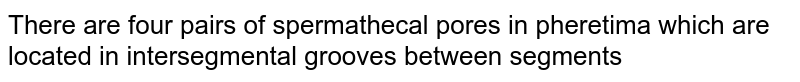 There are four pairs of spermathecal pores in pheretima which are located in intersegmental grooves between segments