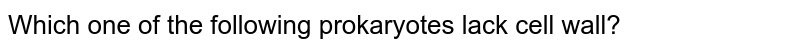 Which one of the following prokaryotes lack cell wall?