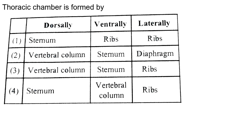 Thoracic chamber is formed by