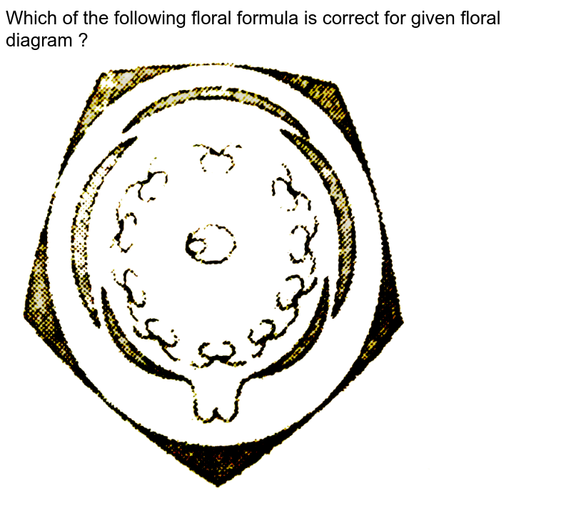 Which of the following floral formula is correct for given floral diagram ?