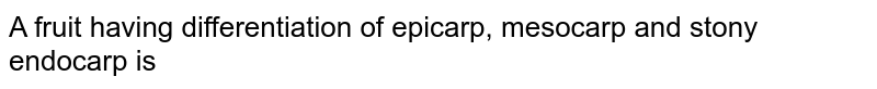 A fruit having differentiation of epicarp, mesocarp and stony endocarp is