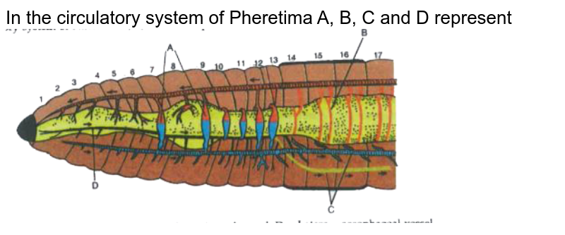 In the circulatory system of Pheretima A, B, C and D represent