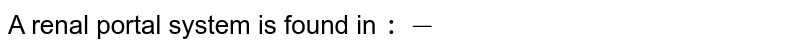 A renal portal system is found in :-