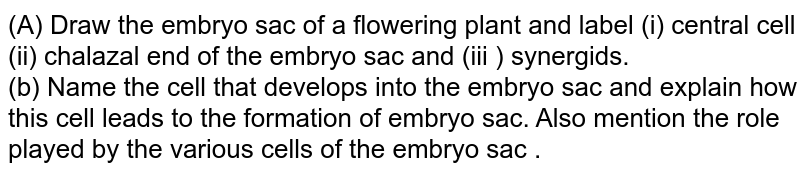 (A) Draw the embryo sac of a flowering plant and label (i) central cell (ii) chalazal end of the embryo sac and (iii ) synergids. (b) Name the cell that develops into the embryo sac and explain how this cell leads to the formation of embryo sac. Also mention the role played by the various cells of the embryo sac .