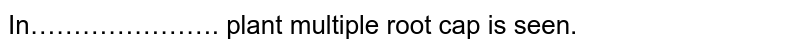 In…………………. plant multiple root cap is seen.