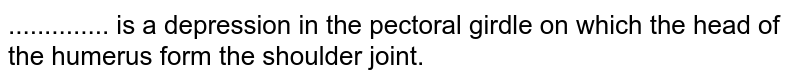 .............. is a depression in the pectoral girdle on which the head of the humerus form the shoulder joint.