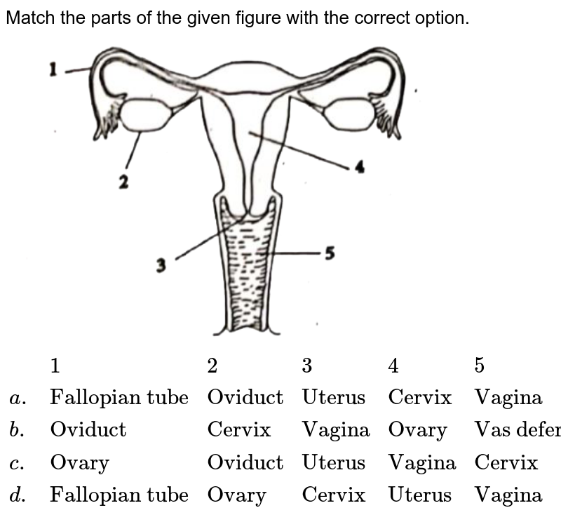 The Sperms Emptied In The Vagina Start Moving Towards Oviducts Thr 3757