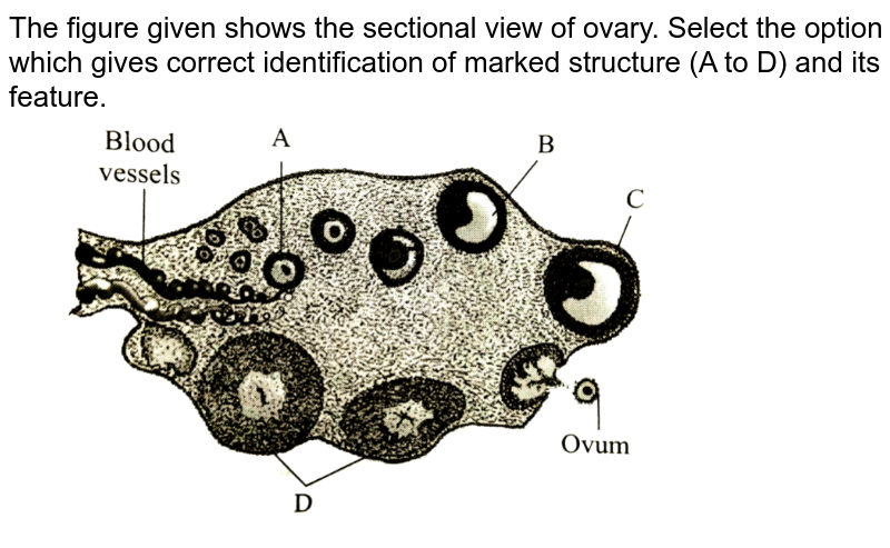 The figure given shows the sectional  view of ovary. Select the option which gives correct identification of marked structure  (A to D) and its feature. <br> <img src="https://d10lpgp6xz60nq.cloudfront.net/physics_images/A2Z_BIO_XII_C03_E03_096_Q01.png" width="80%">