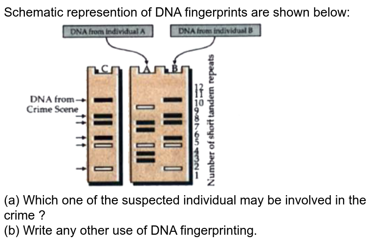 dna fingerprinting crime scene