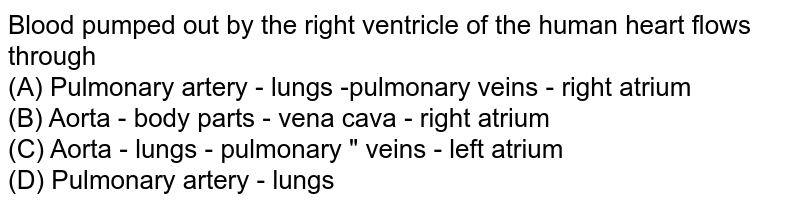 Blood pumped out by the right ventricle of the human heart flows through (A) Pulmonary artery - lungs -pulmonary veins - right atrium (B) Aorta - body parts - vena cava - right atrium (C) Aorta - lungs - pulmonary " veins - left atrium (D) Pulmonary artery - lungs