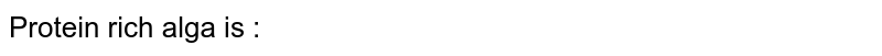 Protein rich alga is :
