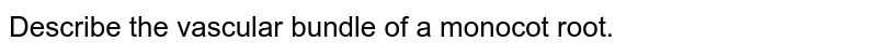 Describe the vascular bundle of a monocot root.