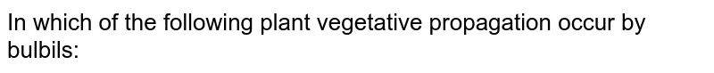 In which of the following plant vegetative propagation occur by bulbils:
