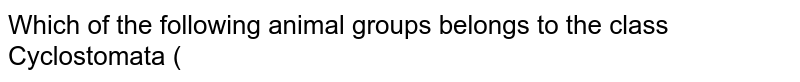 Which of the following animal groups belongs to the class Cyclostomata (
