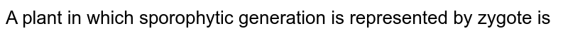 A plant in which sporophytic generation is represented by zygote is
